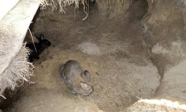 Практика разведения кроликов в яме | кролики. разведение и содержание в домашних условиях