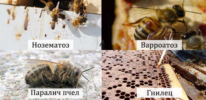 Профилактика пчел от заболеваний — медовая биржа
