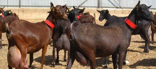 Породы молочных коз без запаха: виды, характерные особенности и показатели удоев, правила содержания