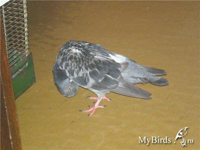 Описание и лечение распространенных болезней у голубей