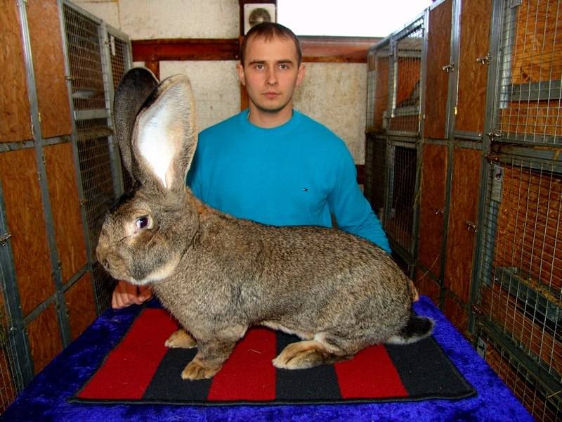 Порода кроликов ризен: содержание и уход за гигантом