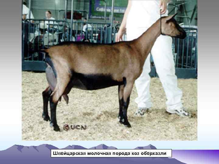Дойные козы: содержание для начинающих, описание молочных пород с фотографиями и названиями