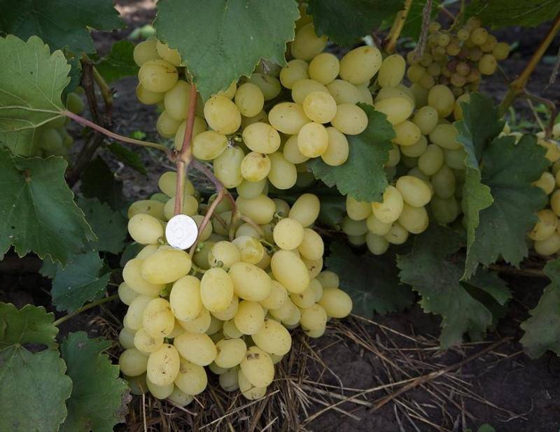 Описание виноградного сорта лора