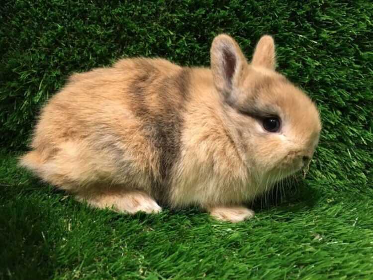 Красота от ушей до хвоста: рейтинг самых маленьких карликовых кроликов домашних пород