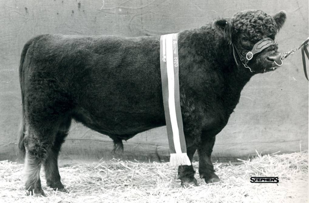 Голландская порода молочных коров: описание, уход и кормление