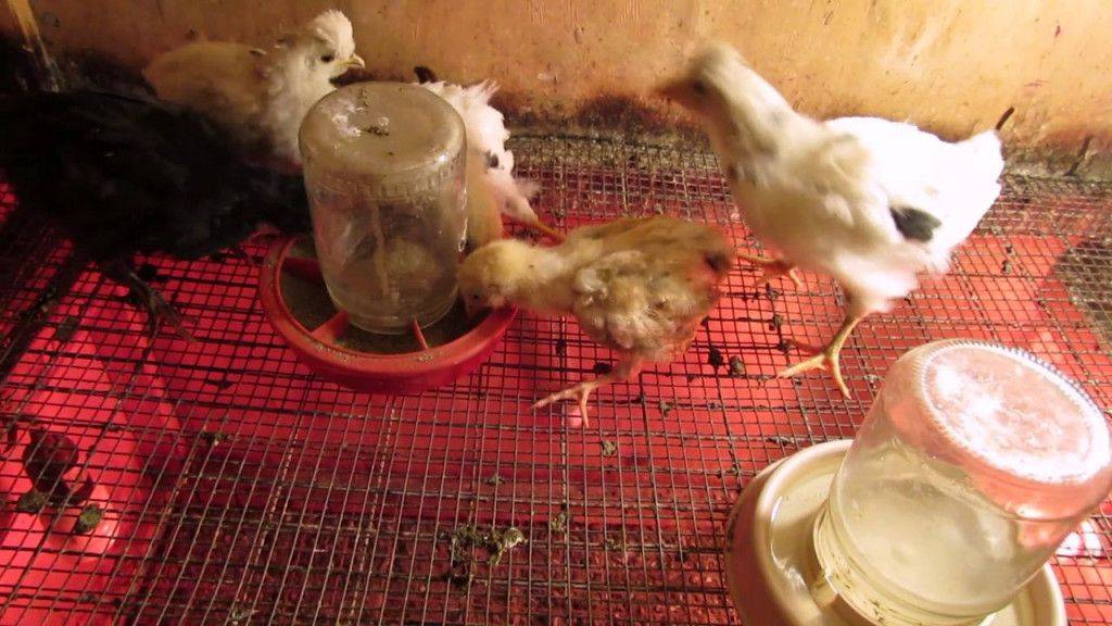 Цыплята и куры падают на ноги: причины и лечение