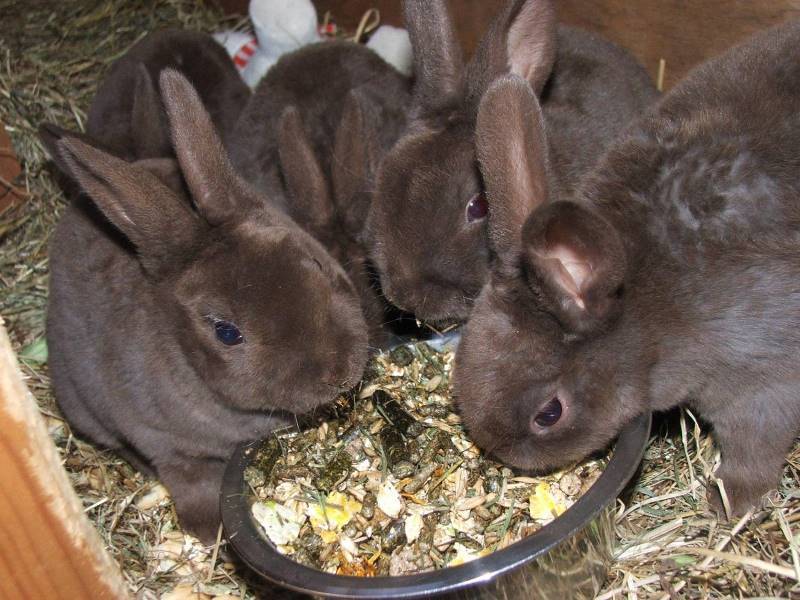 Чем лучше всего кормить кроликов