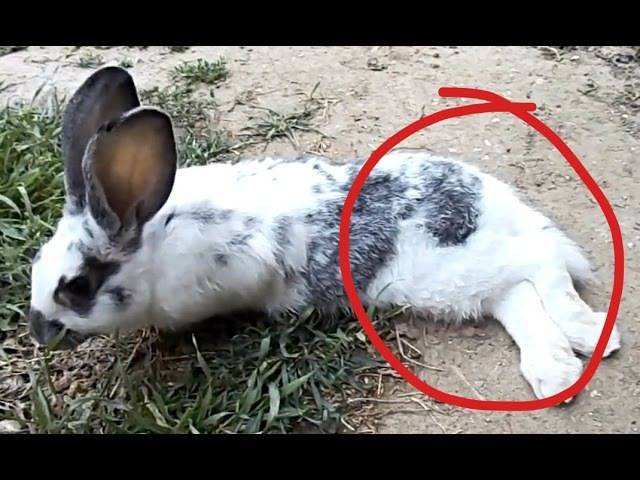 У кролика отказали задние лапы: причины паралича у животных, первая помощь питомцу