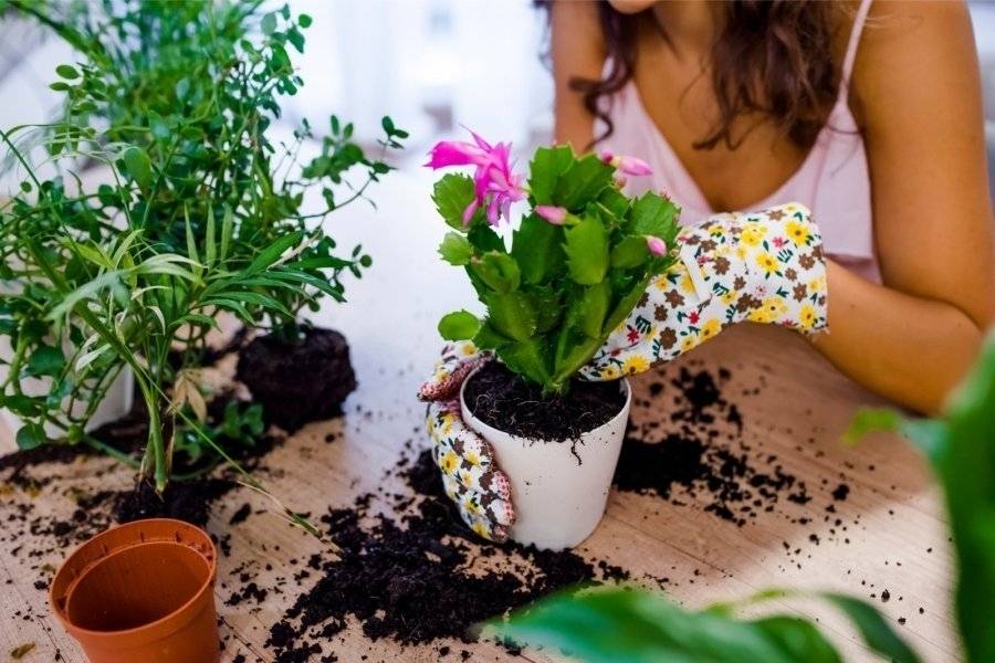 Просто и эффективно или маленькие секреты комнатного цветоводства: сад, огород и дача - женская социальная сеть myjulia.ru