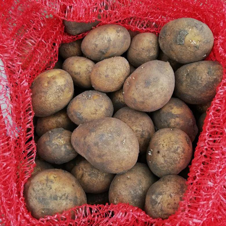 Как правильно выращивать картофель сорта тулеевский - сад и огород