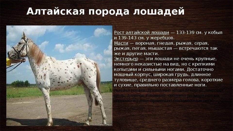 Самые красивые породы лошадей с фотографиями, названиями и описание