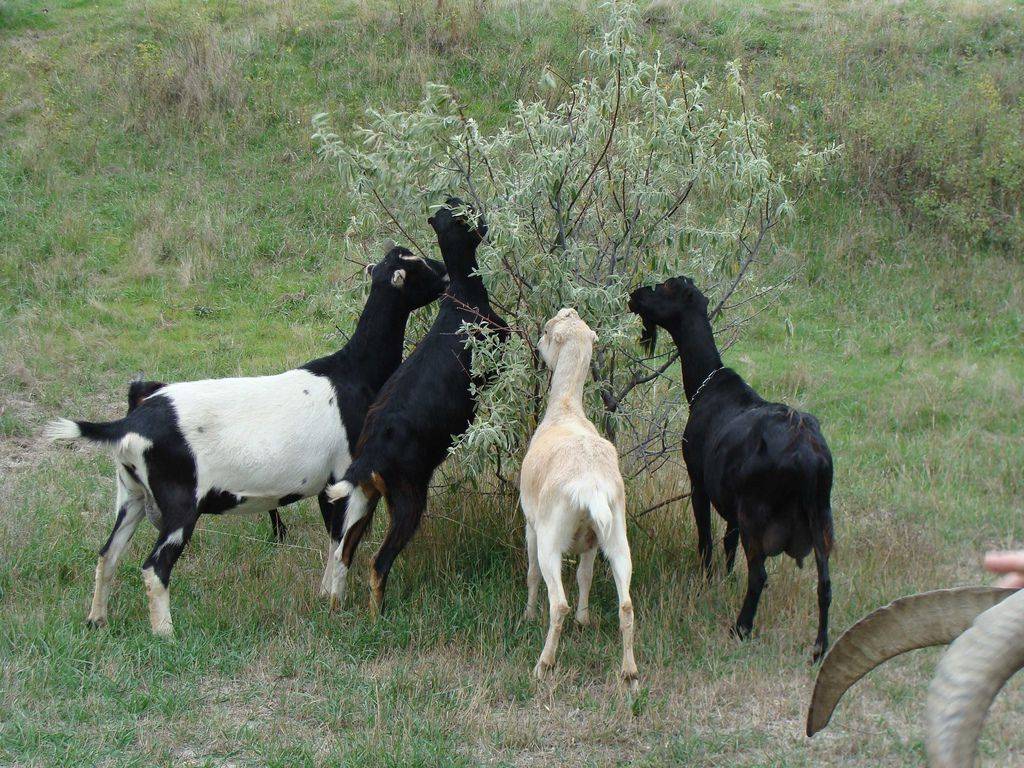 Молочные козы породы ламанча