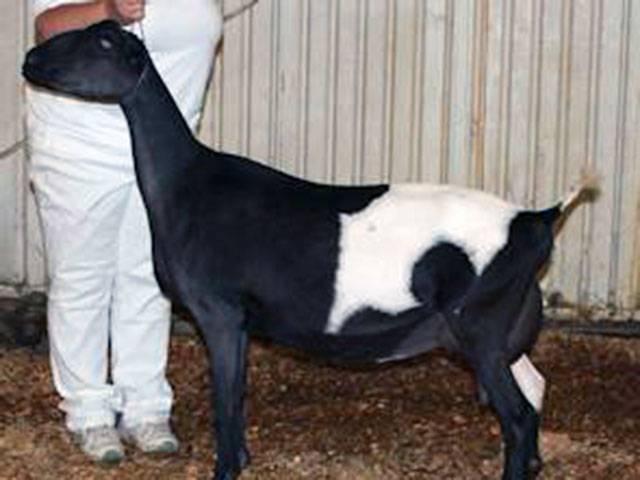 Преимущества коз породы ламанча, молочная продуктивность, правила разведения