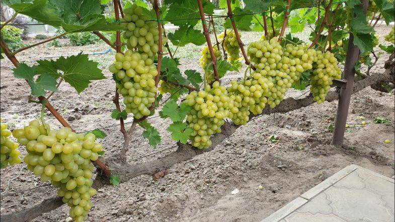 Сорт винограда Аркадия: выращивание и уход