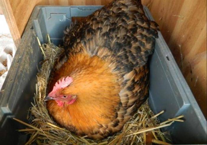 Курица наседка — вывод цыплят в домашних условиях