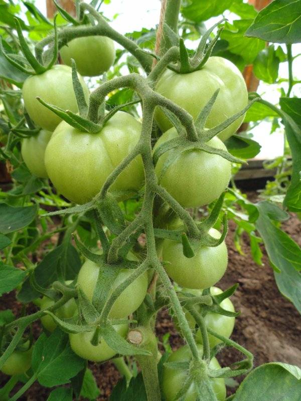 Характеристики и описание сорта томатов сибирский скороспелый, урожайность и выращивание