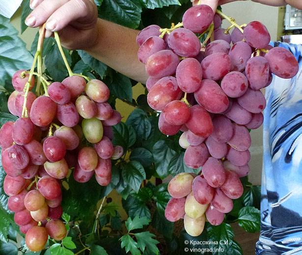 Виноград анюта: описание сорта