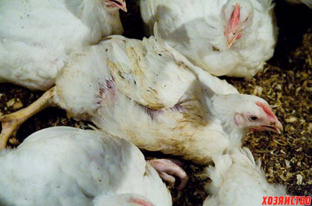 Почему цыплята и куры падают или садятся на ноги: причины и лечение