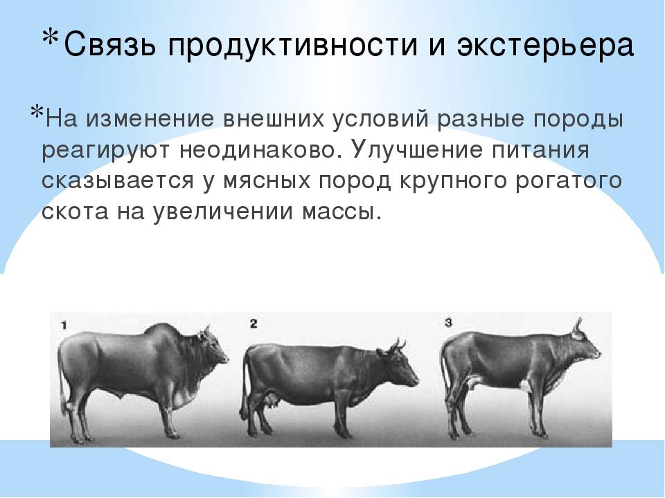 Искусственное и естественное осеменение коров