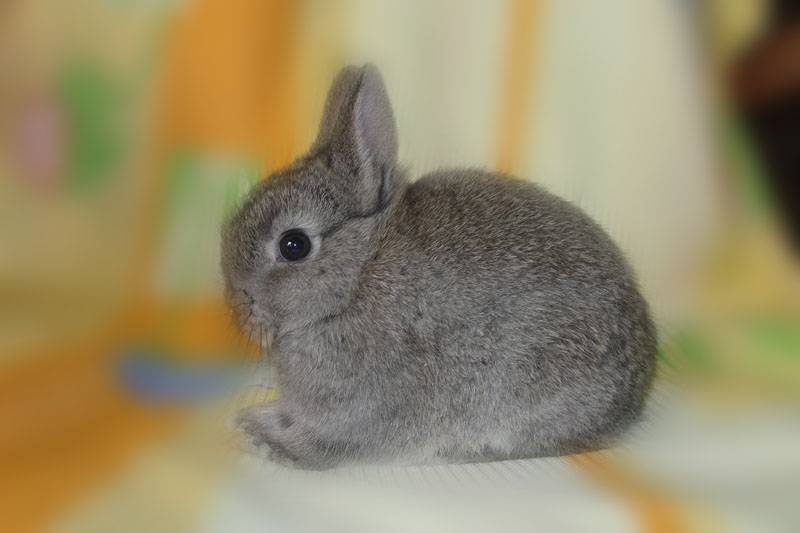 Карликовые кролики: технология разведения, уход. трудности при содержании и разведении карликовых кроликов