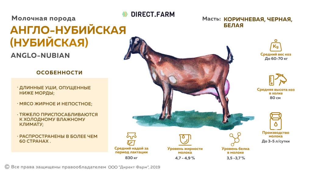 Нубийская порода коз - описание, фото и видео | россельхоз.рф