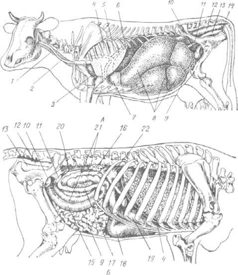 ✅ череп коровы: строение, анатомия, фото - tehnoyug.com