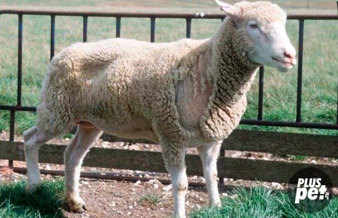 Псороптоз овец: чем обработать от клещей, лечение чесотки