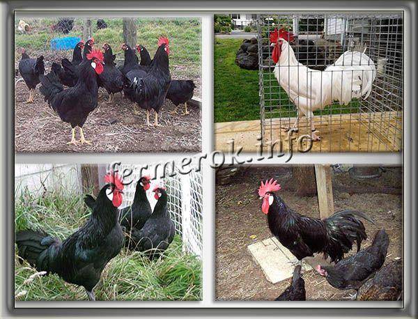 Минорка порода кур: описание белых и черных куриц (фото и видео)