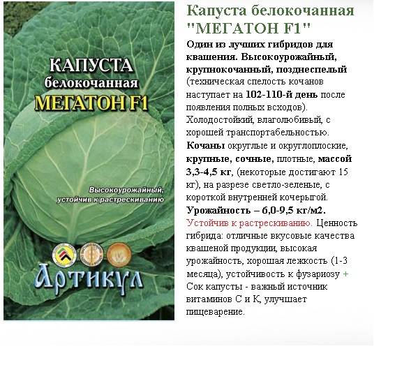 Сорт капусты мегатон f1: отзывы, описание, характеристики, фото :: syl.ru