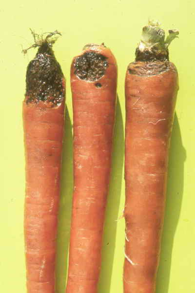 Почему морковь становится горькой в процессе хранения и что делать?