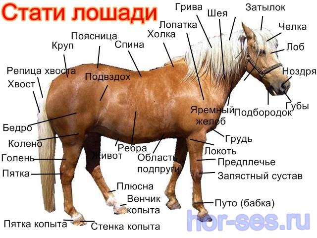 Рассматриваем анатомию лошади: подробное описание и фото
рассматриваем анатомию лошади: подробное описание и фото