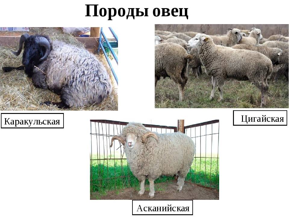 Содержание овец в личном подсобном хозяйстве - технология ухода 2021
