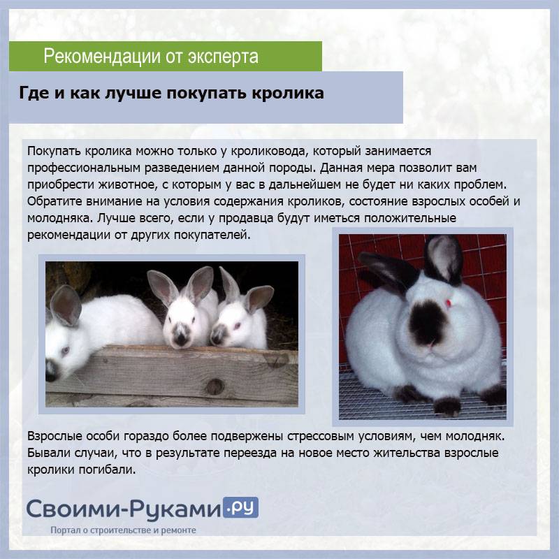 Калифорнийские кролики: содержание и разведение породы
