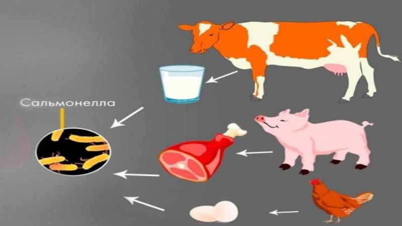 Сальмонеллёз телят - болезни коров