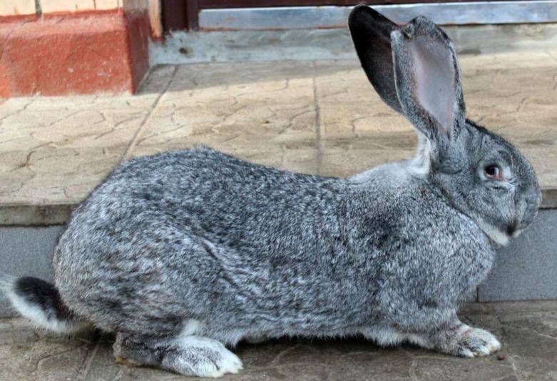 Разведение и выращивание кроликов породы Серый великан
