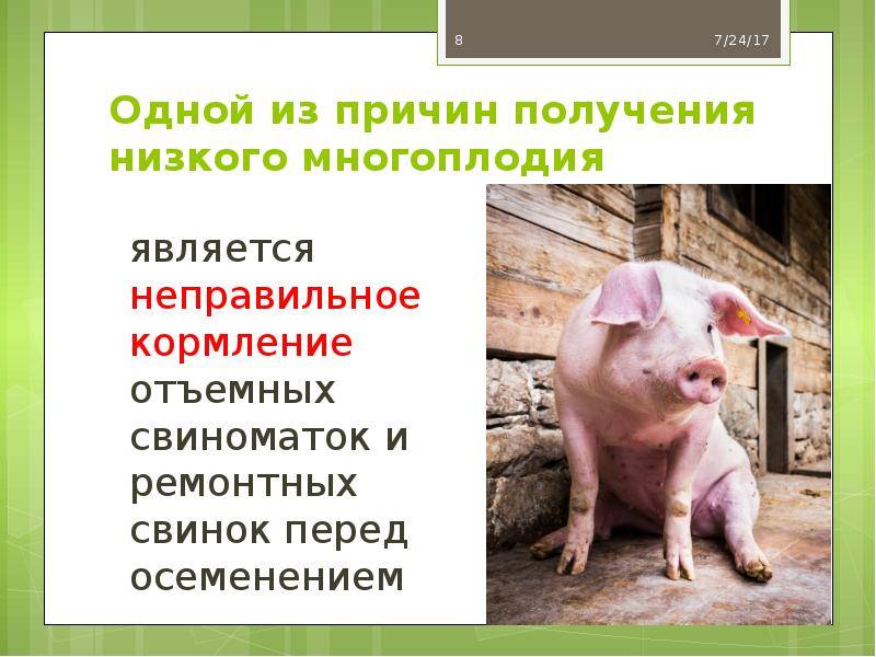 Болезни свиней: виды, симптомы, лечение и профилактика | zoodom