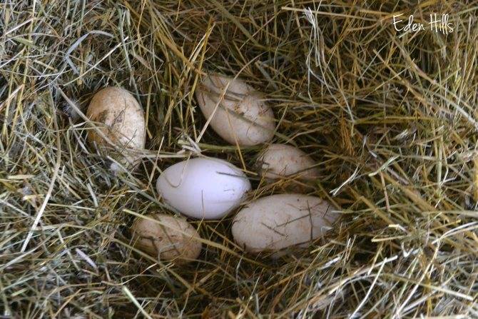 Как сделать гнездо: правила сооружения насеста для кур. виды гнезд для несушек, размеры, расчет параметров, 100 фото