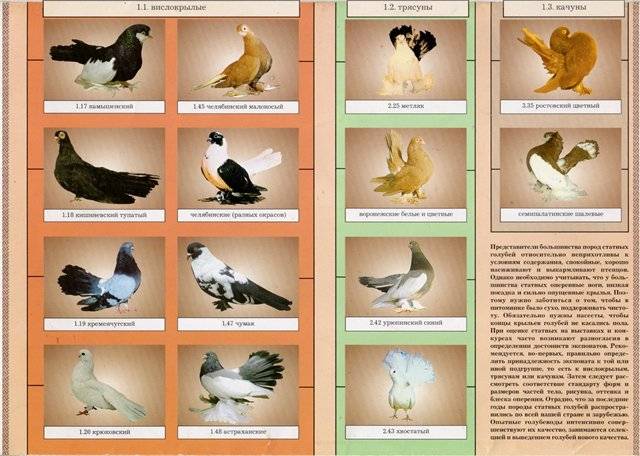 Породы голубей: названия, описания и фото | golubevod.net