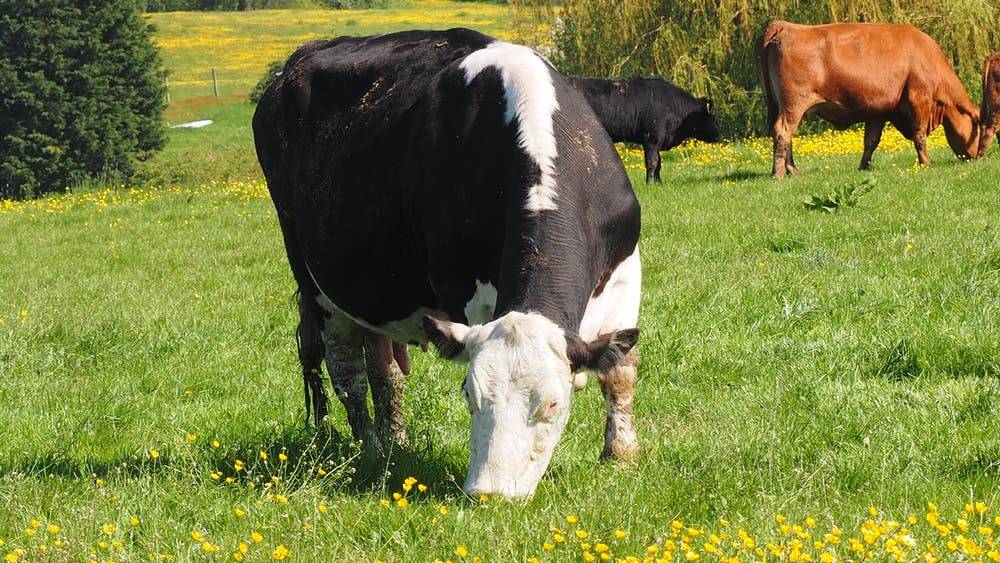 Лейкоз крупного рогатого скота: особенности заболевания и методы решения проблемы