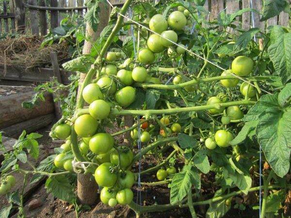 Как вырастить томат яблонька россии