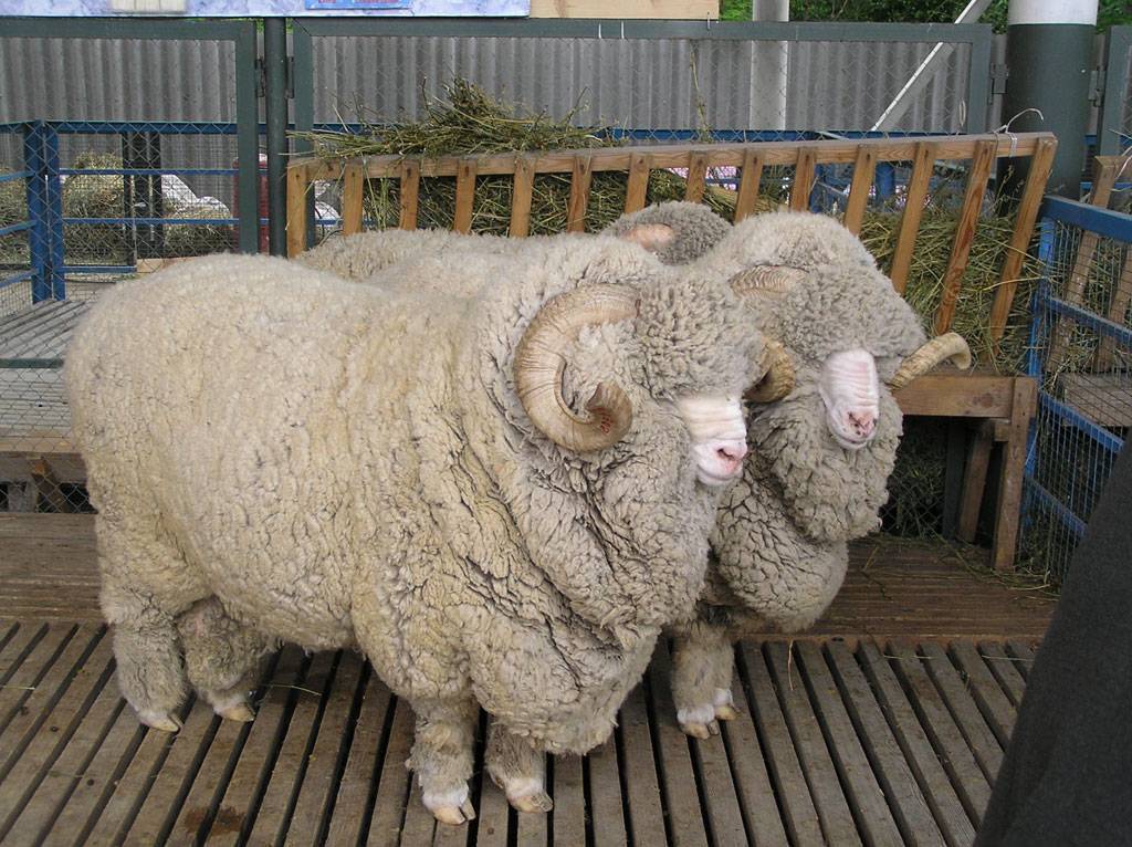 Овцы породы меринос — описание, характеристики, фото, история
