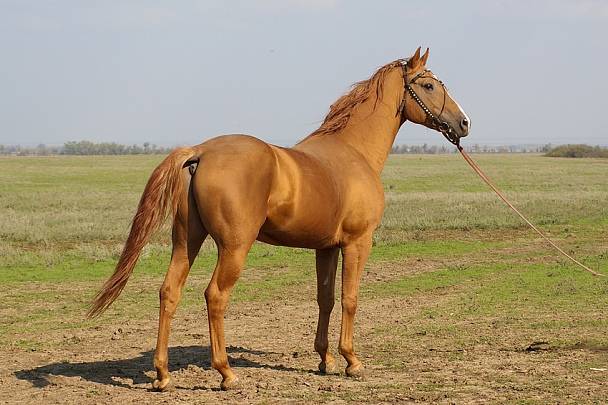 ᐉ донская лошадь: экстерьер, характер, содержание и разведение породы - zooon.ru