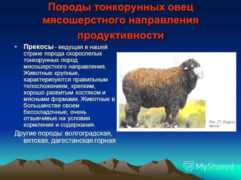Карачаевская порода овец: описание и характеристики