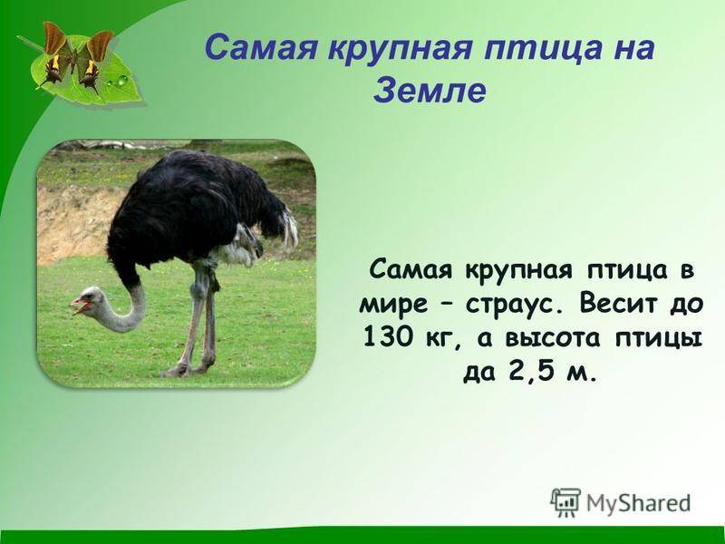Самый высокий страус. сколько растет и весит страус, сколько во взрослом страусе мяса? как отличить самца от самки