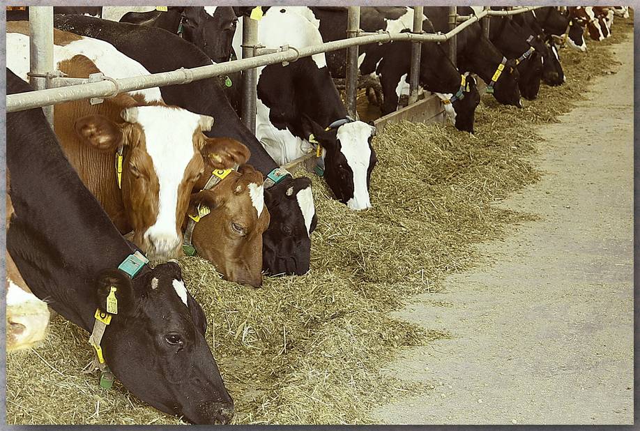 Содержание коров зимой — подготовка помещения и особенности кормления