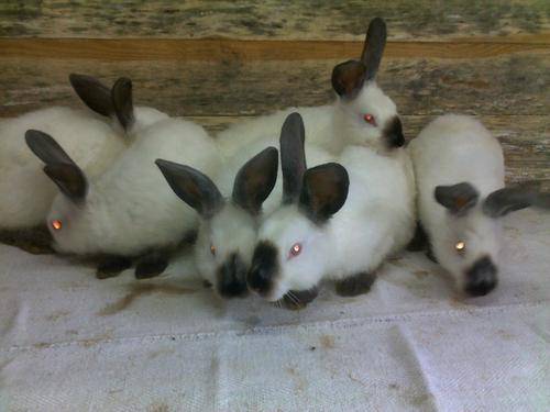 Кролики калифорнийской породы: характерные особенности, критерии выбора, продолжительность жизни, правила содержания и ухода