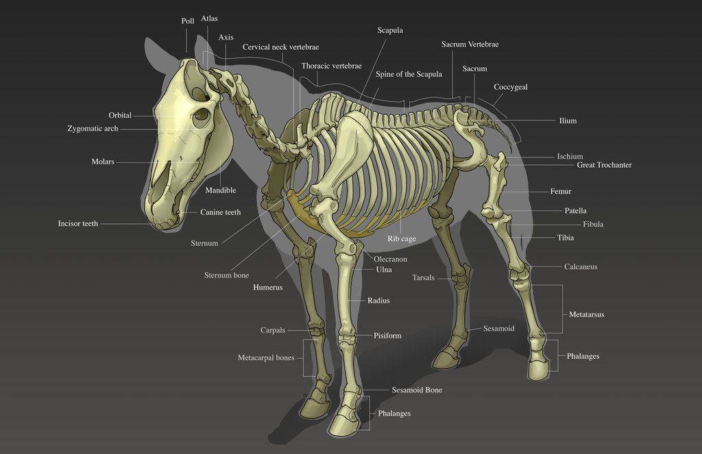 Анатомия лошади: особенности скелета