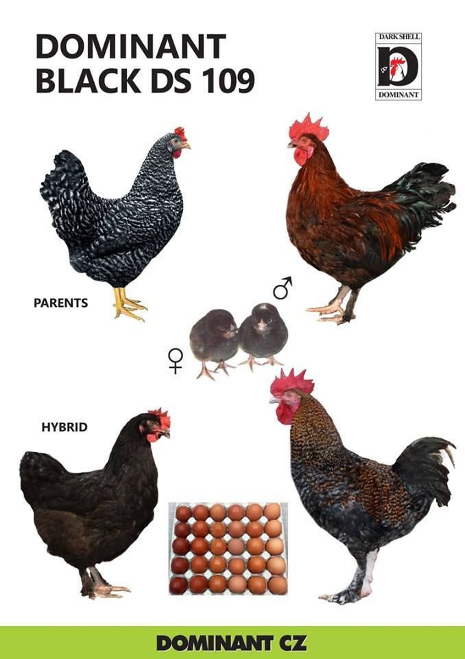 Курица доминант: описание породы, разведение, содержание, отзывы