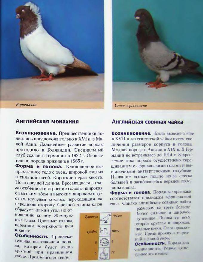 Почтовые голуби, как древнейшая разновидность птиц на планете. физиологические особенности, алгоритм дрессировки и обзор популярных пород