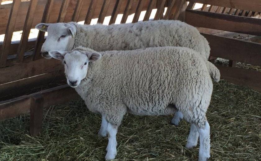 Овцы породы тексель: описание и характеристика